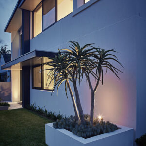 aloe tree night