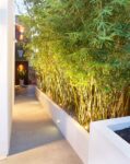bamboo plants