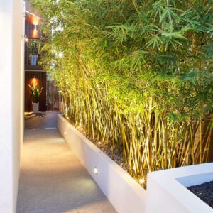 bamboo plants