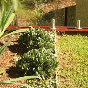 succulents