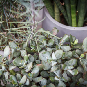 Modern Beach Side Retreat succulents