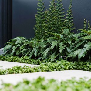 Xanadu plants for backyard gardening ideas