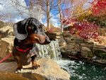 How To Create A Dog Friendly Landscape Design