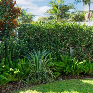 exotic planting