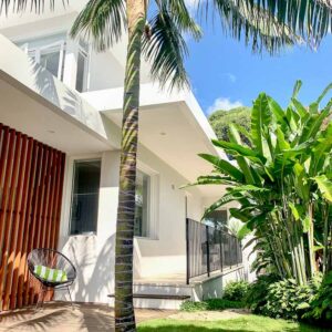 palm tree