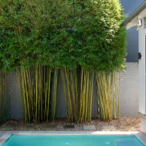 pleached bamboo
