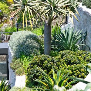Dragon tree showcasing unique foliage design