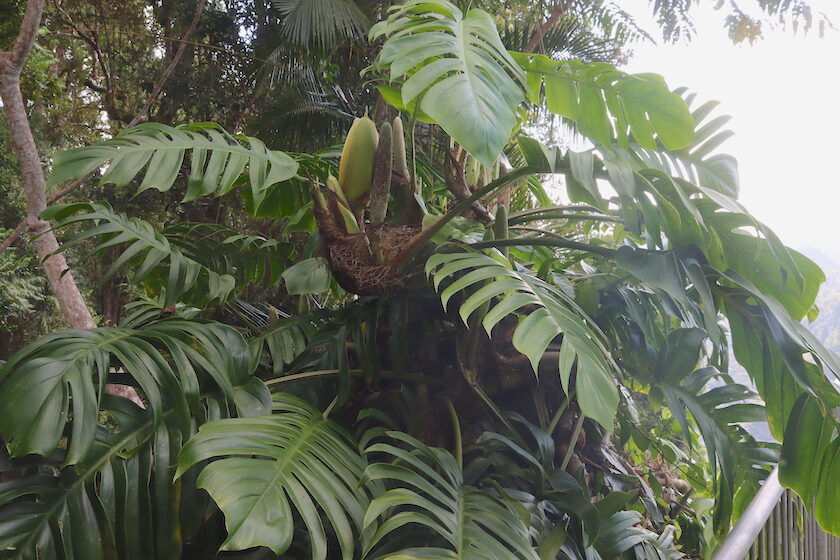 Monstera - Landscape Design, Landscape Architect, Garden Design | Space Designs, Sydney NSW