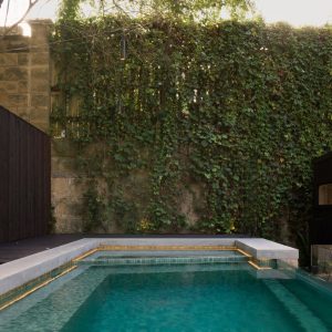 climbing plants